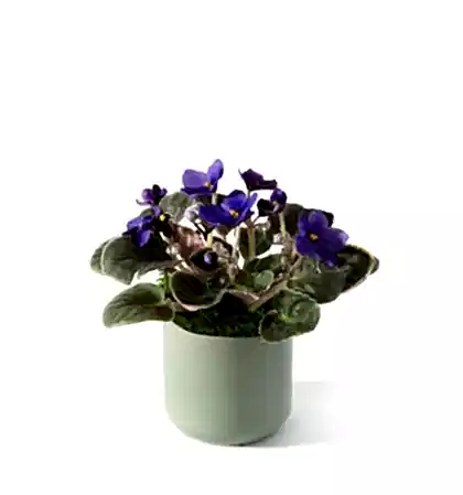 The Classic Violet