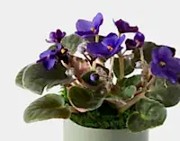 The Classic Violet