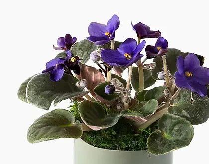 The Classic Violet