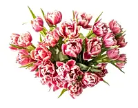 Double the Dutch Tulips
