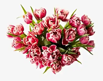 Double the Dutch Tulips