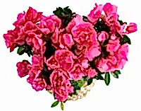 The First Bloom