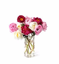 The Grower's Choice Peony