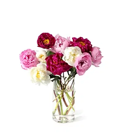 The Grower's Choice Peony