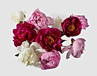 The Grower's Choice Peony