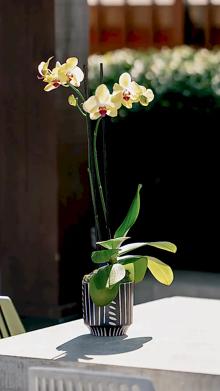 presentation image