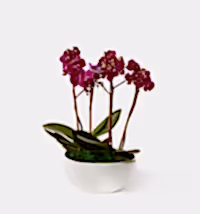 The Orchid Garden