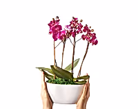 The Orchid Garden