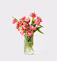 The Dutch Tulips