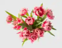 The Dutch Tulips