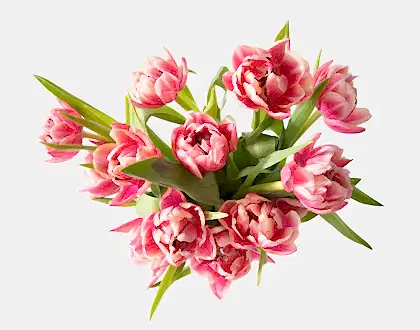 The Dutch Tulips