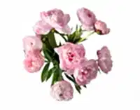 The Peony