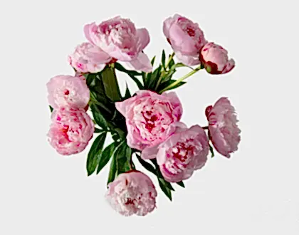 The Peony