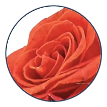 presentation image