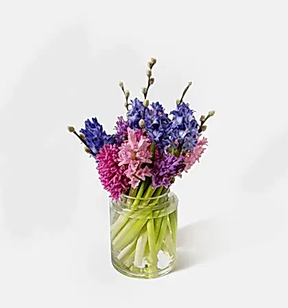 The Sweet Hyacinth
