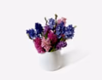 The Sweet Hyacinth