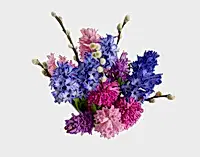 The Sweet Hyacinth