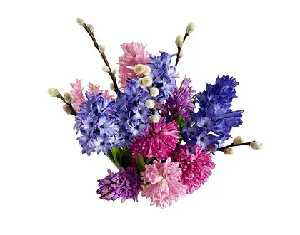 The Sweet Hyacinth