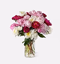 Triple the Grower's Choice Peony