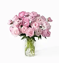 Triple the Peony