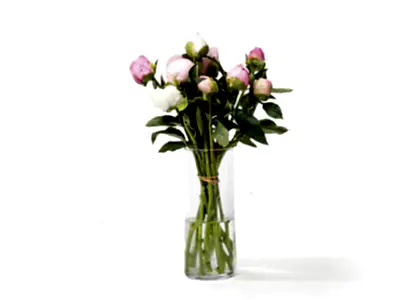 Double the Grower's Choice Peony
