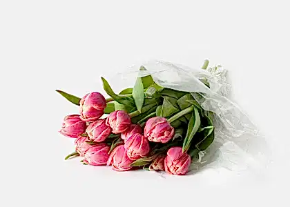 The Dutch Tulips