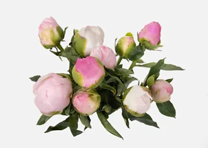 Double the Grower's Choice Peony